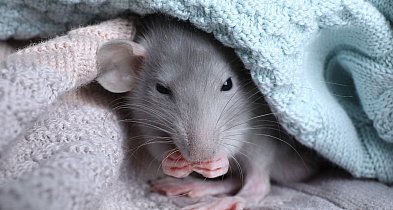 Fenomen szczura domowego