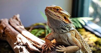 Australijski smok na kanapie. Wszystko, czego nie wiesz o agmie brodatej