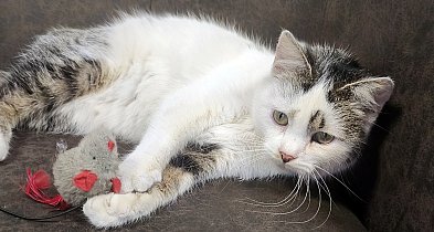 Mruczy od pierwszego dotyku – idealna kotka czeka na swojego człowieka