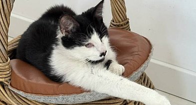 Odrzucona, bo nie widzi? Historia kotki Spinki łamie serce...