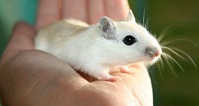 Myszoskoczek, pustynny ninja. Mały i zwinny domownik