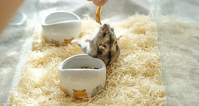 Dżungarek: Mały inżynier z wielkimi policzkami