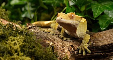 Gekon Orzęsiony: jaszczurka dla leniwych