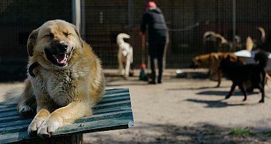 Somonino. Dzień Zwierząt Bezdomnych. Trwa zbiórka karmy i akcesoriów