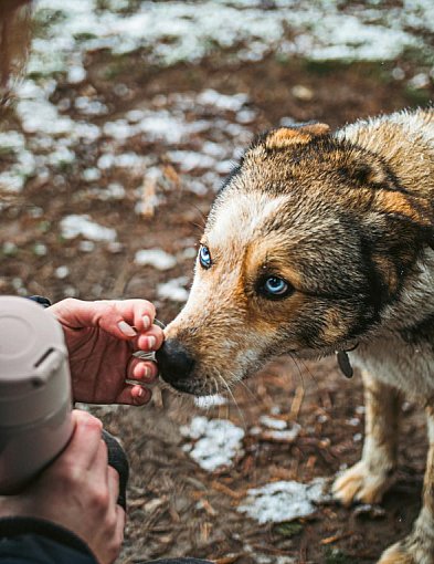 Kartuzy. Ruszyła akcja "Ciepłe łapki" dla schroniska w Kościerzynie