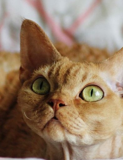 Devon Rex.Kosmita, który zhakował kocie geny