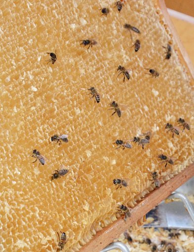 Kartuzy. Opowiedzą o zaletach "kaszubskiej pszczoły". Trwają zapisy