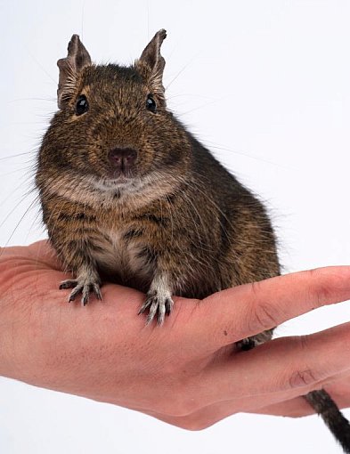 Dlaczego koszatniczka to zwierzę inne niż wszystkie?