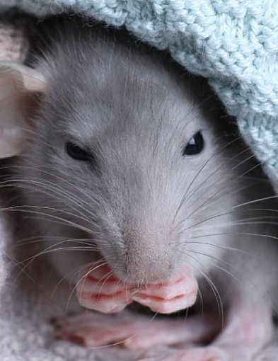 Fenomen szczura domowego