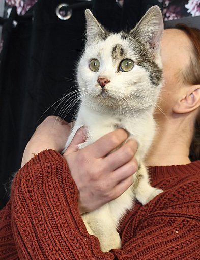 Znaleziono kota - przebywa tymczasowo w naszej redakcji. Szukamy właściciela!