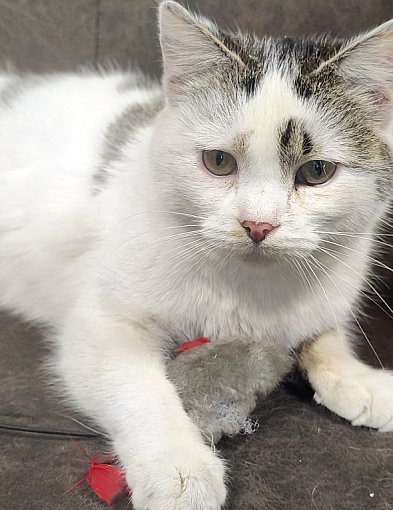 Mruczy od pierwszego dotyku – idealna kotka czeka na swojego człowieka