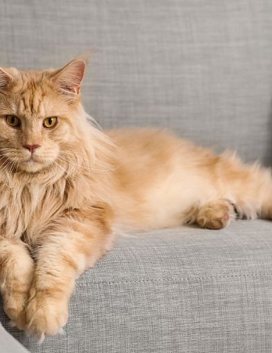 Dlaczego wszyscy kochają Maine Coony?