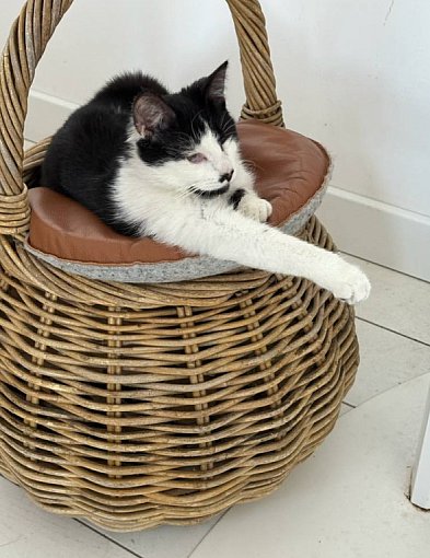 Odrzucona, bo nie widzi? Historia kotki Spinki łamie serce...