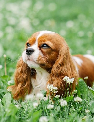 Dlaczego Cavalier King Charles Spaniel to pies-przytulanka na etacie?