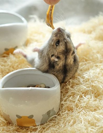 Dżungarek: Mały inżynier z wielkimi policzkami