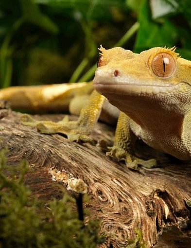 Gekon Orzęsiony: jaszczurka dla leniwych, która zamiast ognia woli owocowy pudding