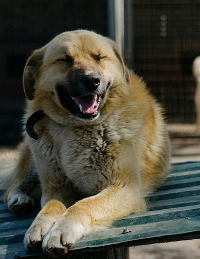 Somonino. Dzień Zwierząt Bezdomnych. Trwa zbiórka karmy i akcesoriów