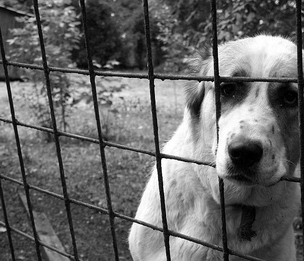 Sulęczyno. Trafi na pięć miesięcy do więzienia za okrucieństwo wobec psów-72909