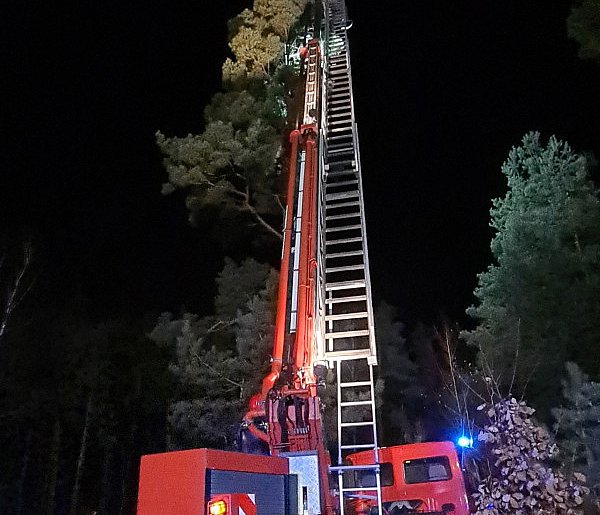 W mroźną noc strażacy z OSP Stężyca ratowali kota, który utknął na drzewie-74325