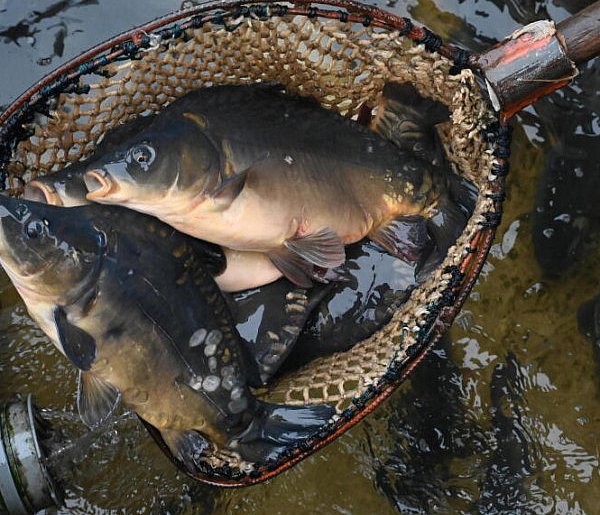 O ile podrożały karpie i jak bardzo staniały suszone grzyby? Raport-75465