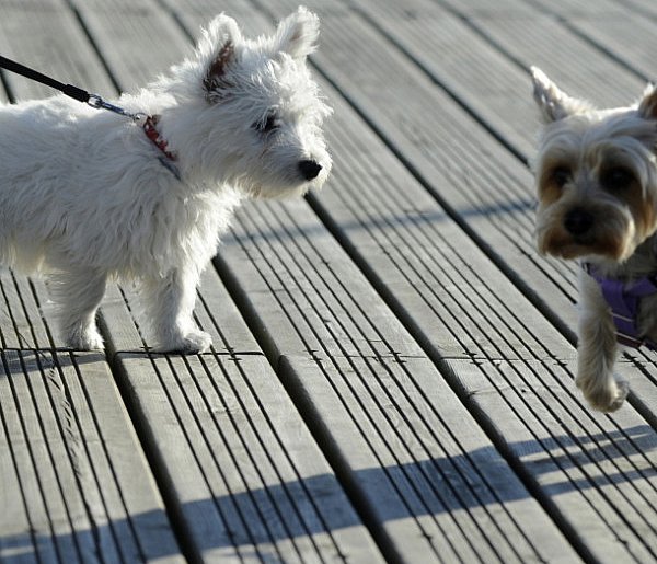 Zwierzę jako prezent świąteczny to wyjątkowo kiepski pomysł-75529