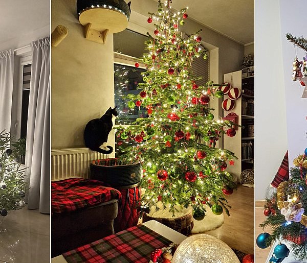 Mamy pierwsze zdjęcia Waszych choinek. Czekamy na więcej!-75607