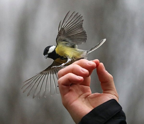 Ptaki przez wiele dni odczuwają skutki sylwestrowych fajerwerków-75674