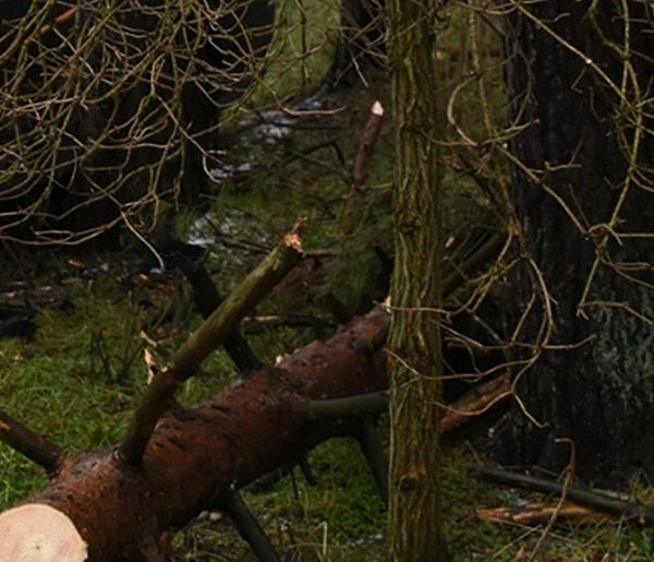 Wiatr na szczęście nie narobił szkód w pow. kartuskim-75673