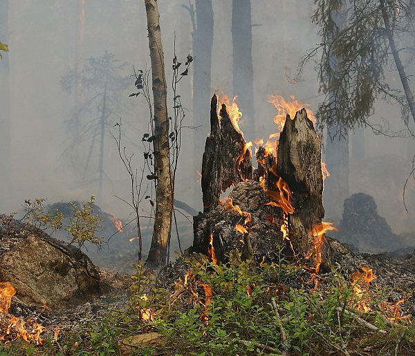 Surowsze kary za wypalanie traw i zagrożenie pożarowe już obowiązują-75964
