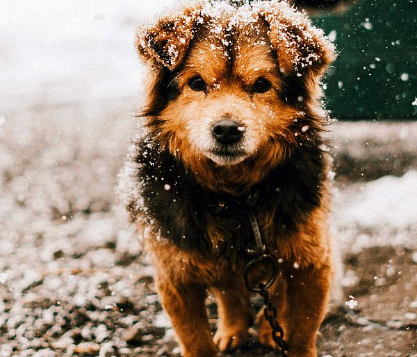 Mróz nie wybacza. Policja apeluje: reaguj, gdy widzisz krzywdę zwierząt-76135
