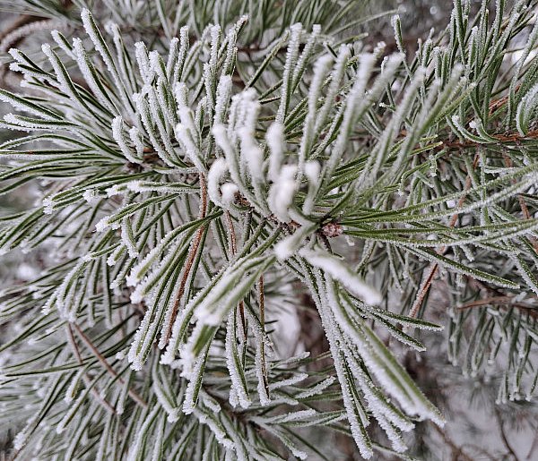 Nadchodzące dni będą mroźne, ale bezchmurne-76420