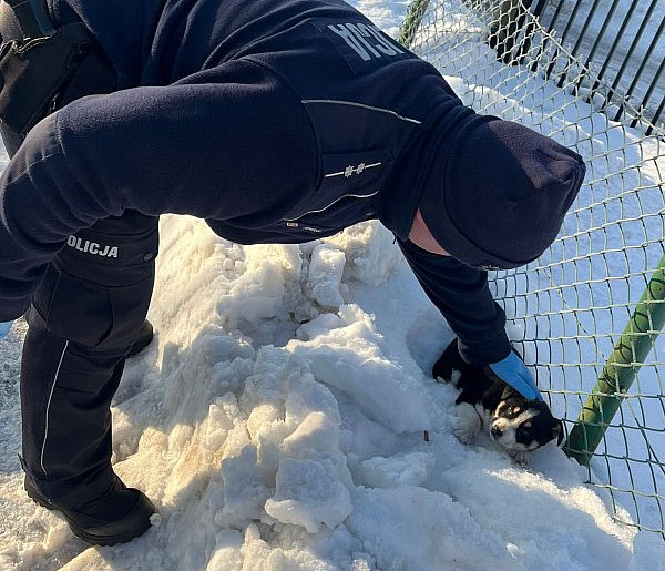 Gowidlino. Nie przeszli obojętnie obok szczeniaczka leżącego w śniegu-76627