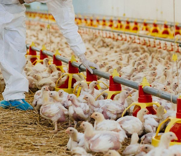 Ponad miliard złotych wypłacono hodowcom drobiu w ramach odszkodowań