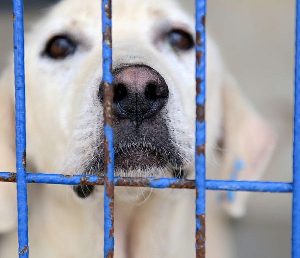 W tym roku ma się odbyć audyt wszystkich schronisk w Polsce