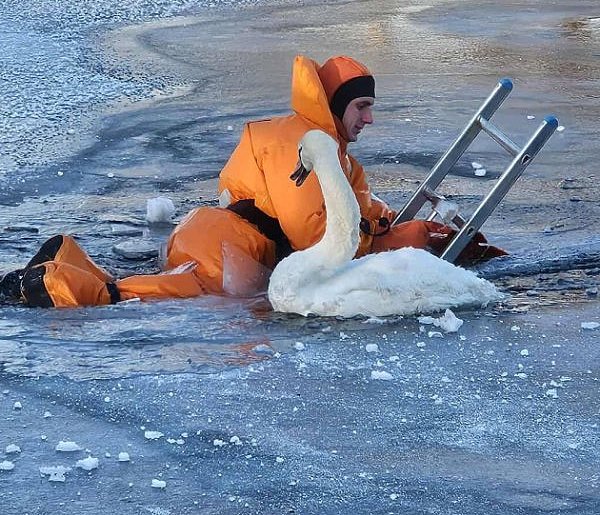 Chmielno, Sulęczyno. Strażacy ratują łabędzie przymarznięte do lodu