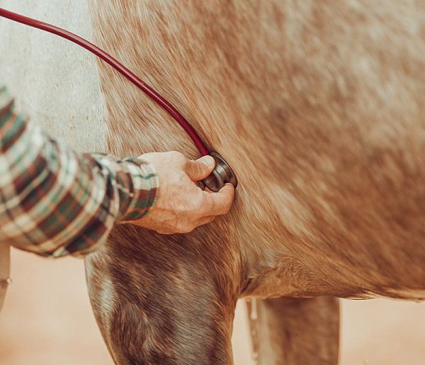 Wzrośnie wynagrodzenie dla lekarzy weterynarii za badanie zwierząt?