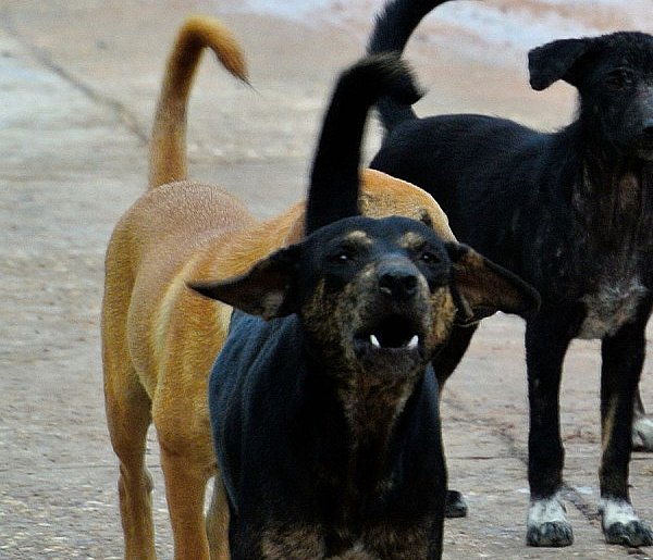 Będzie obowiązek czipowania psów? Jest projekt przepisów w tej sprawie