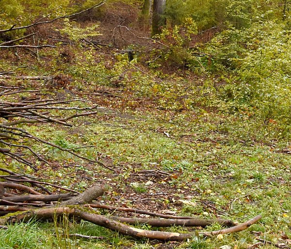 Raport: rośnie powierzchnia lasów w metropoliach