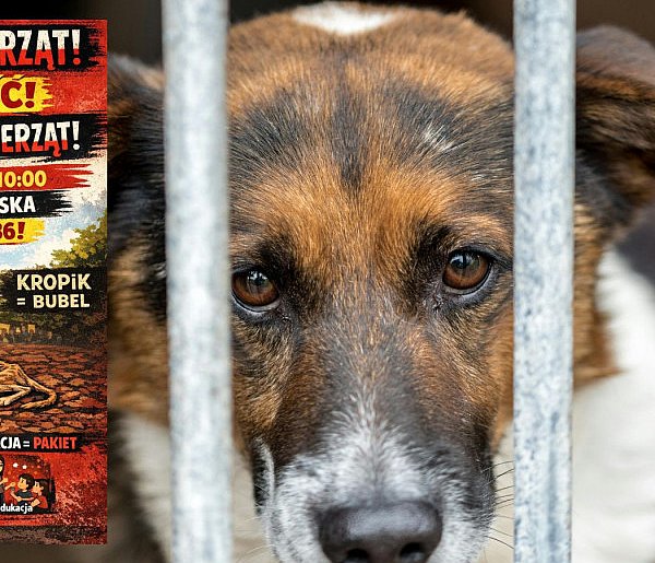 Jutro protest przed Sejmem. Organizacje apelują: Mamy dość cierpienia zwierząt!