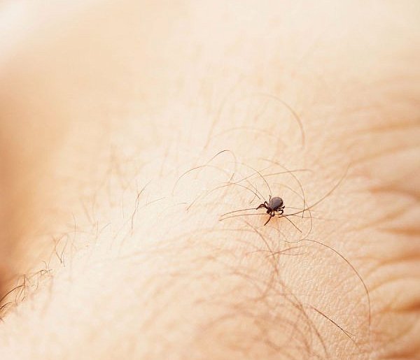 Kleszcze, które biegną do człowieka? Nie wiadomo czy zadomowiły się na stałe