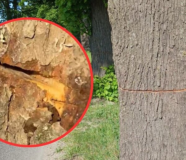 Ktoś celowo uszkodził przydrożne drzewa w rejonie Gowidlina i Tuchlina