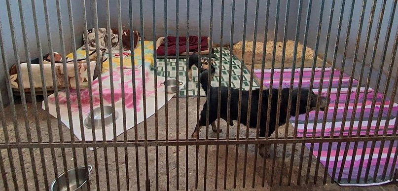 Schroniska pod lupą - są wnioski. Rozszerzona kontrola w jednym z nich