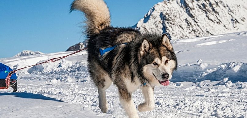 Alaskan Malamute. Pierwotna siła w pluszowym wydaniu