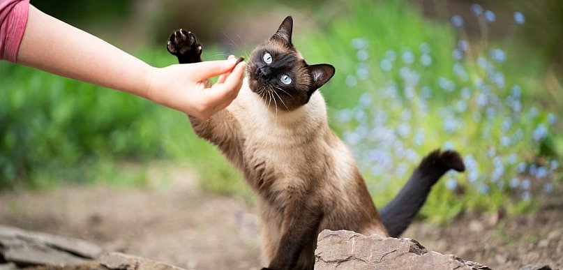 Kot syjamski – arystokrata w futrze z duszą artysty