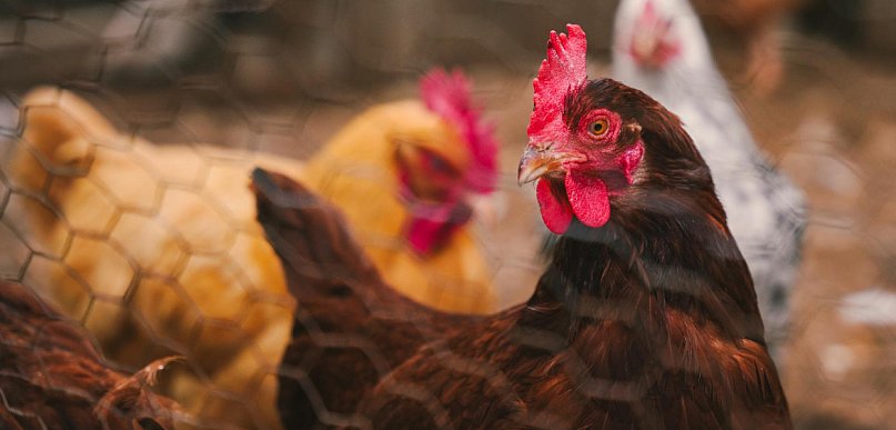 Od grudnia kilkanaście ognisk ptasiej grypy na Pomorzu. Są nowe przypadki