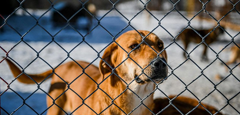Kartuzy. Akcja pomocy dla kościerskiego schroniska przedłużona do 9 lutego