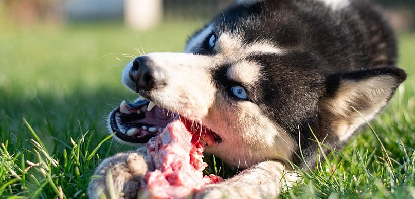 Siberian Husky to biegacz, który nie zna słowa „stop”