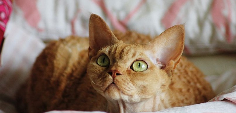 Devon Rex.Kosmita, który zhakował kocie geny