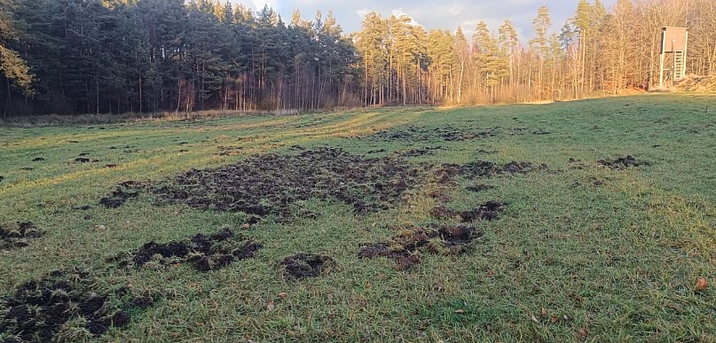 Trwa liczenie dzikiej zwierzyny. Jest apel do rolników