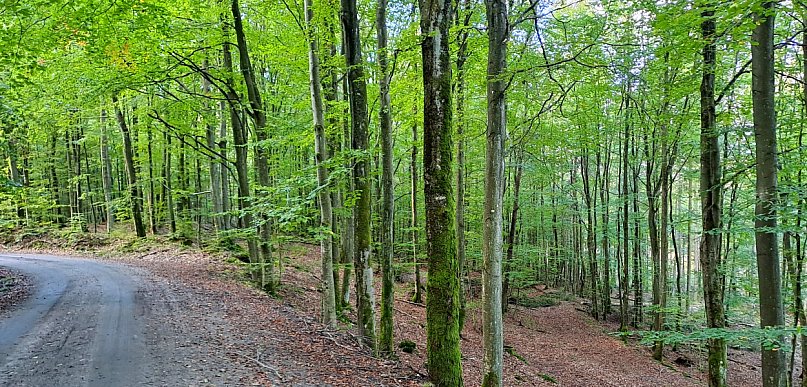 Jak będą wyglądały lasy za 10 lat? Przyjdź na spotkanie i poznaj szczegóły